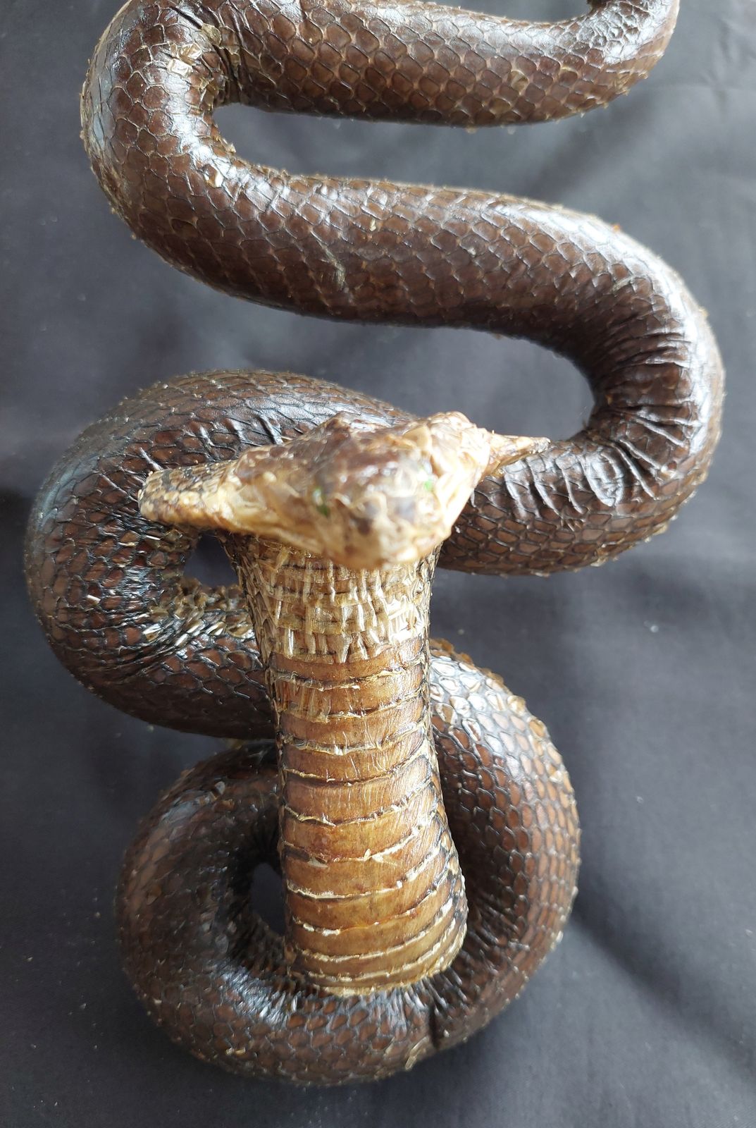Spitting Cobra Snake Hanging Taxidermy Mounted photo furniture