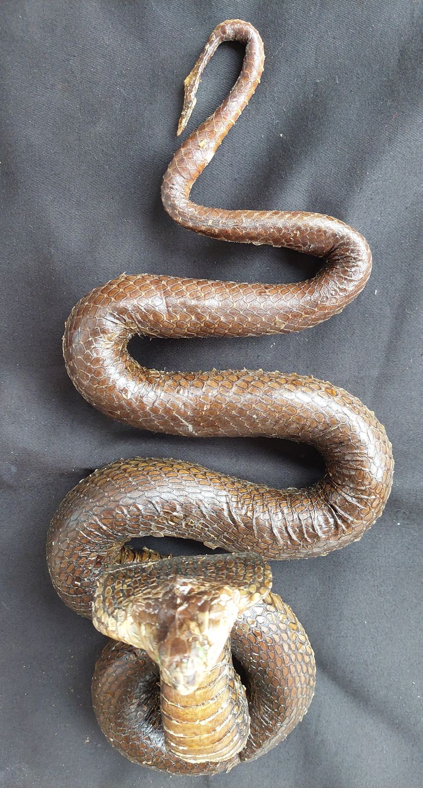 Spitting Cobra Snake Hanging Taxidermy Mounted photo Home Decor