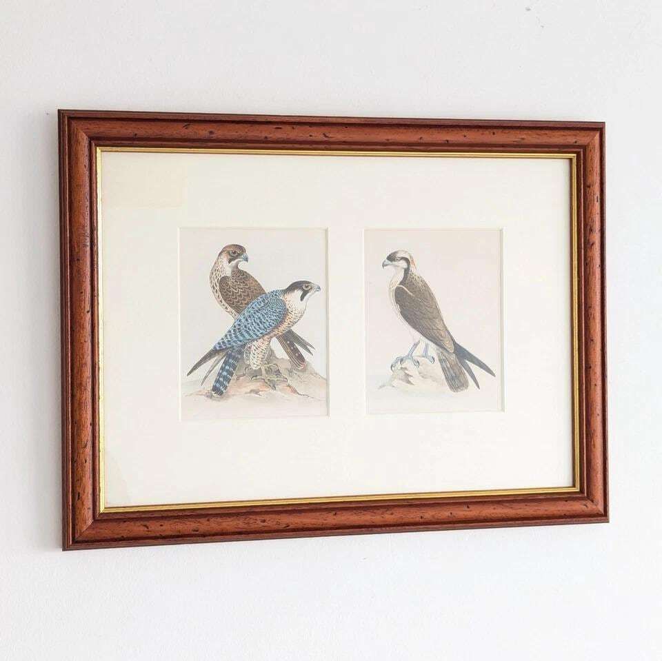 Antique Victorian Lithograph Prints British Birds By Henry Leonard Meyer Framed