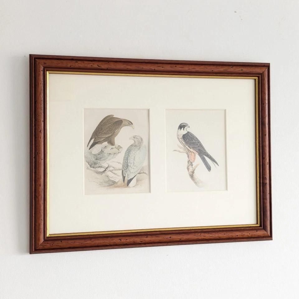 Antique Victorian Lithograph Prints British Birds By Henry Leonard Meyer Framed