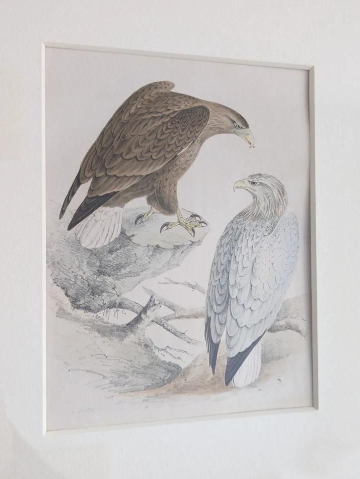 Antique Victorian Lithograph Prints British Birds By Henry Leonard Meyer Framed photo furniture