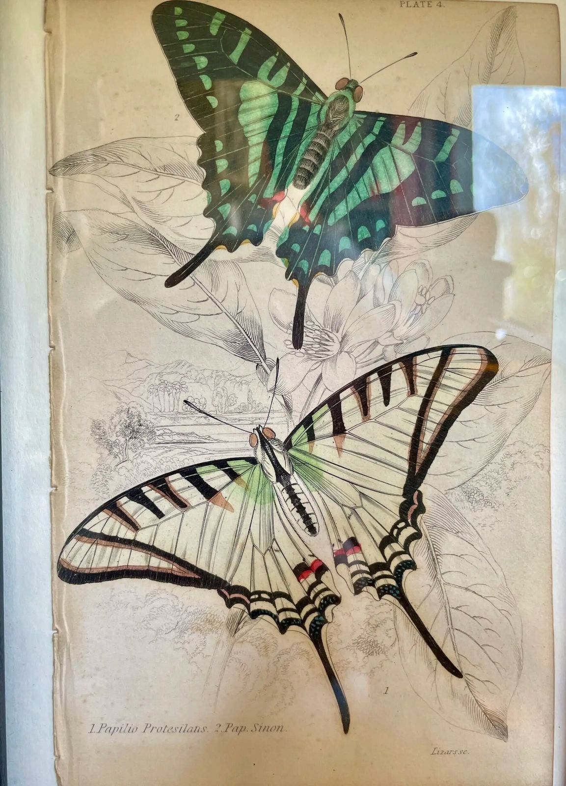 Set Of 8 Etchings, Hand Coloured, Of Foreign Butterflies (Circa 1837)( Priced Individually.) photo Art