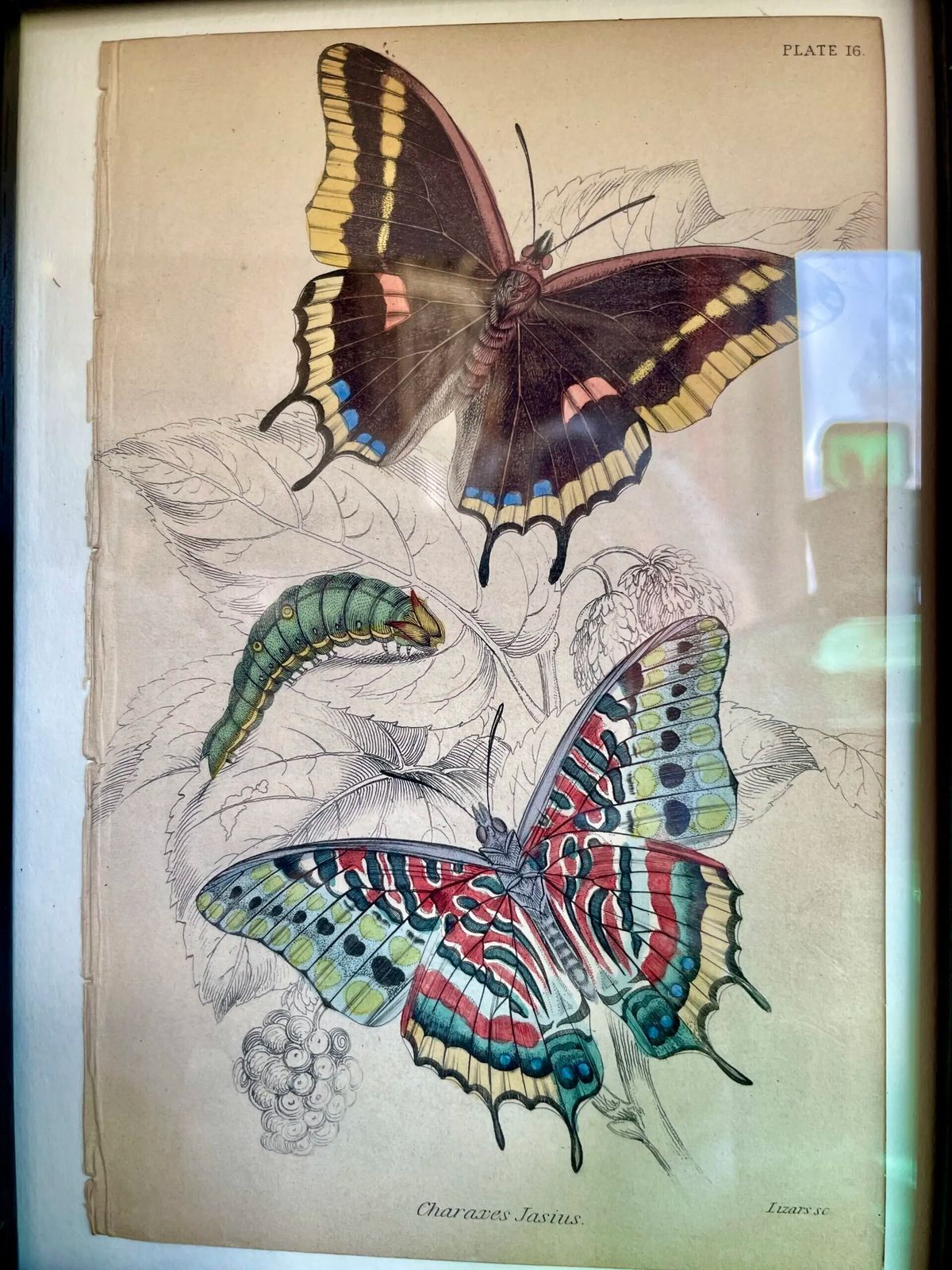 Set Of 8 Etchings, Hand Coloured, Of Foreign Butterflies (Circa 1837)( Priced Individually.) photo 60.0