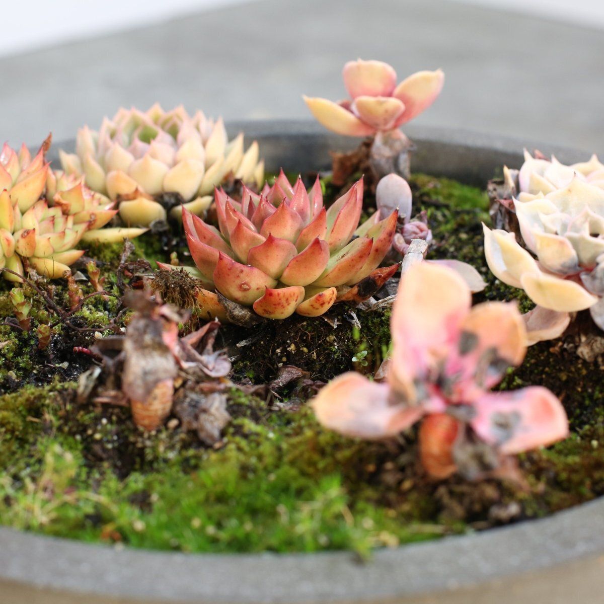Ceramic Plant Bowls With Succulents, Set Of Two photo 300.0