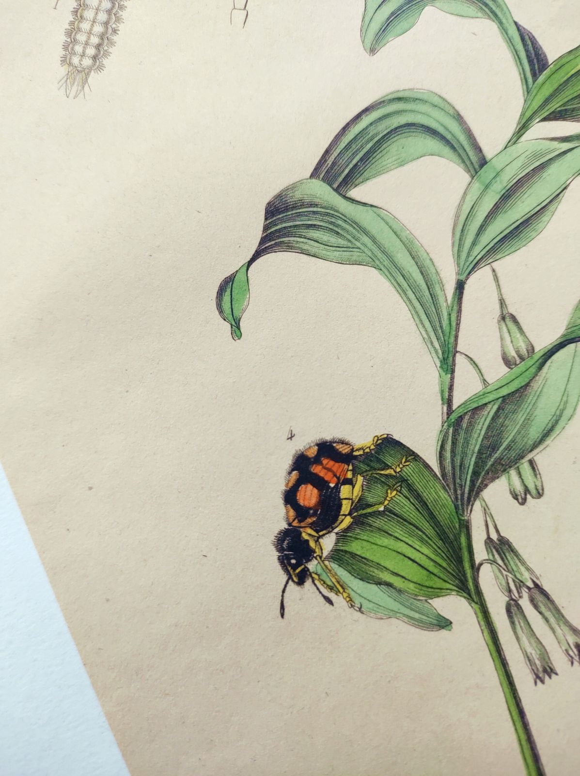 Antique Engraving From 1839 – Insects And Polygonatum – Hand Coloured Zoological And Botanical Plate. Original By Sebin. photo for sale