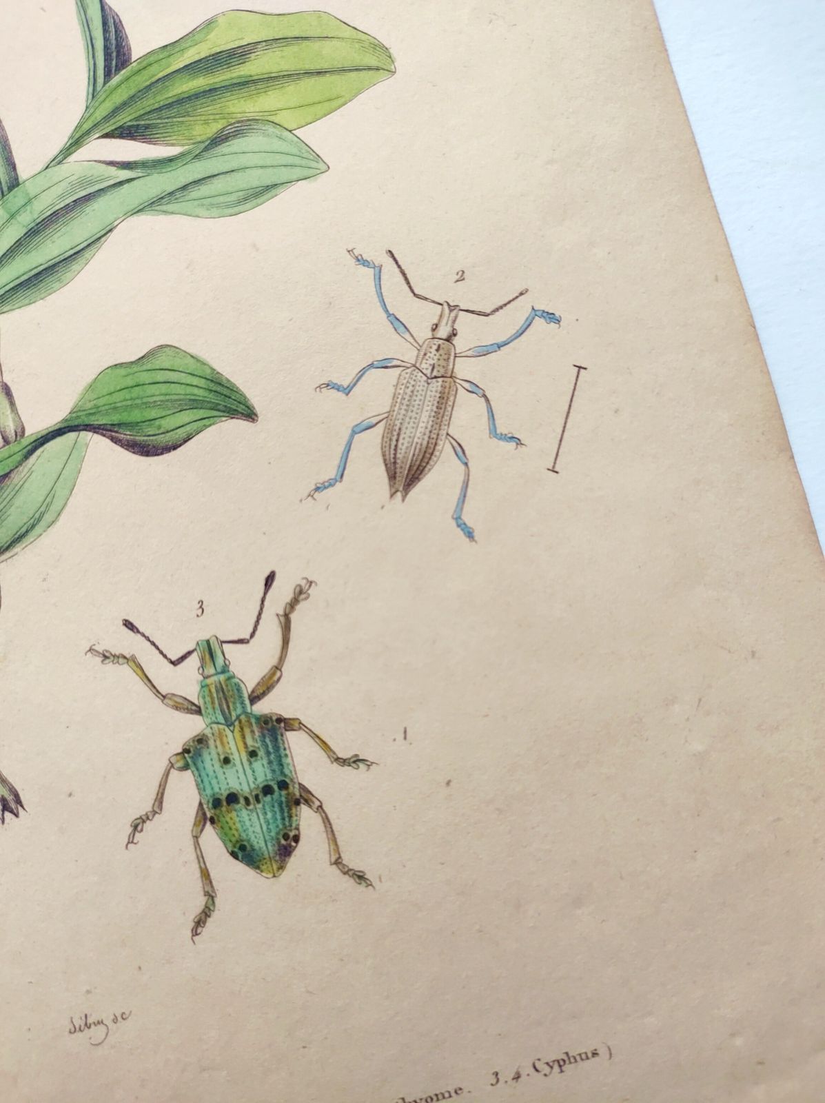 Antique Engraving From 1839 – Insects And Polygonatum – Hand Coloured Zoological And Botanical Plate. Original By Sebin. photo vinterior