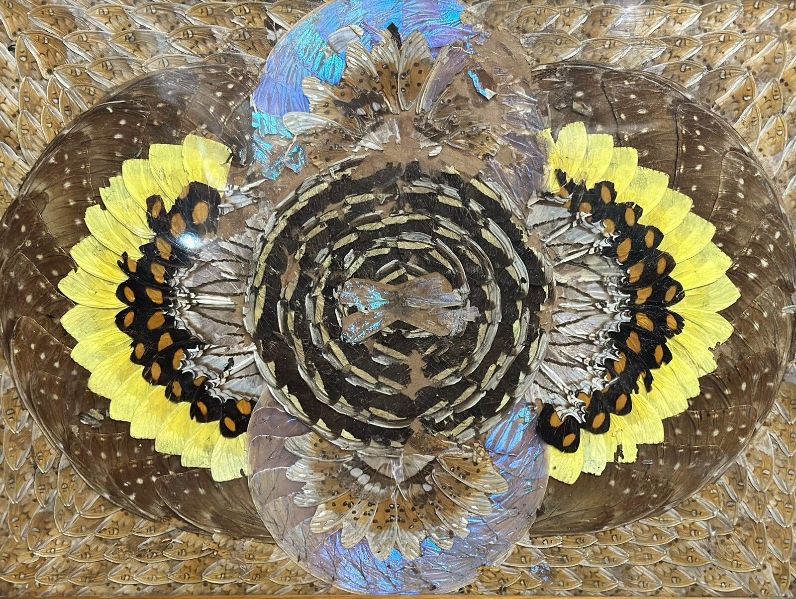 1940's Brazilian Inlaid Wood Tray With Real Morpho Butterfly Wings photo buy