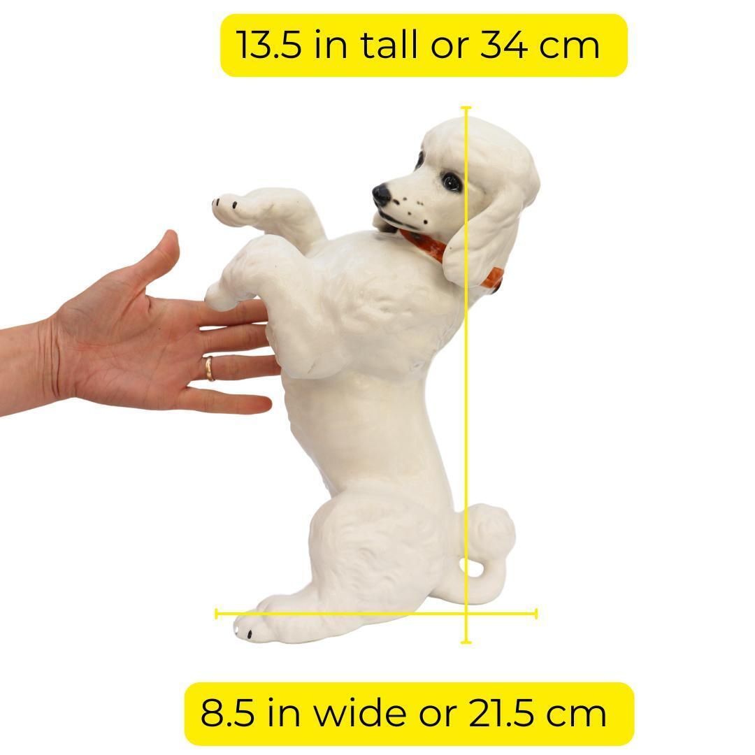Large Mid Century British White Poodle Dog Standing 13.5 Inches Tall photo for sale