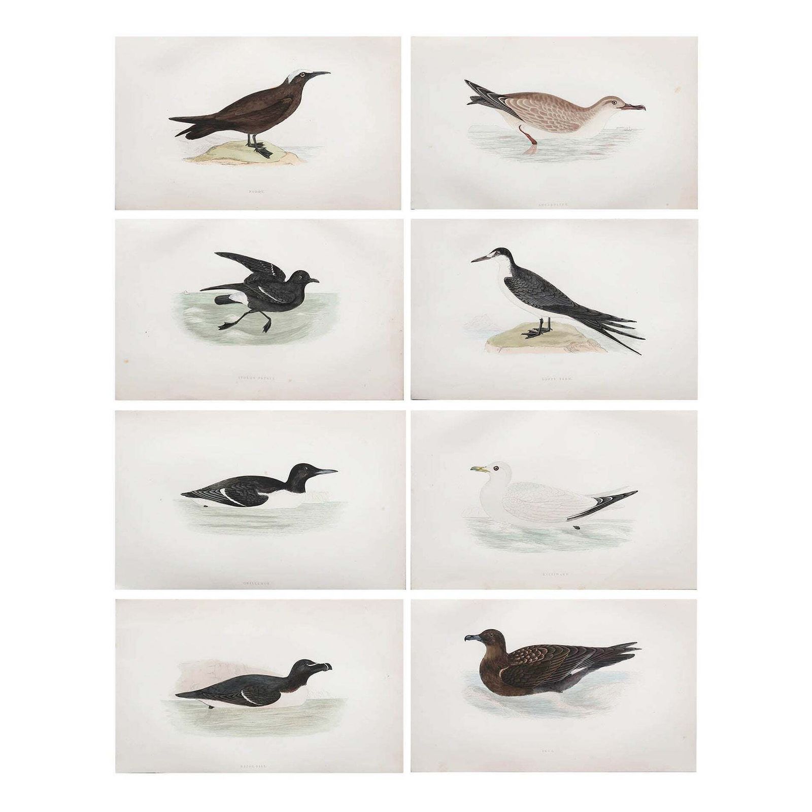 Set Of 8 Original Antique Prints Of Seabirds After Francis Lydon, C.1880
