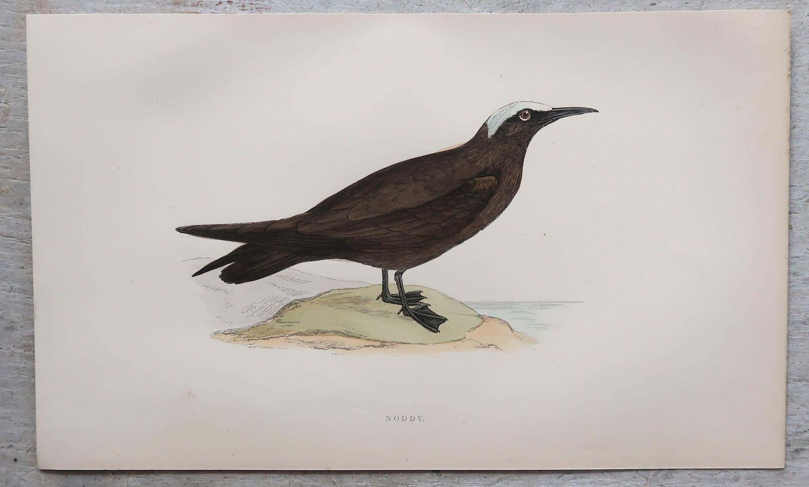 photo furniture Set Of 8 Original Antique Prints Of Seabirds After Francis Lydon, C.1880