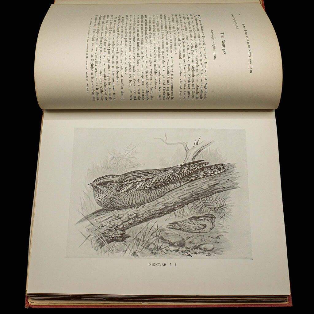 6 Vols British Birds And Their Nests, Butler, Avian Reference Book, Victorian photo vintage