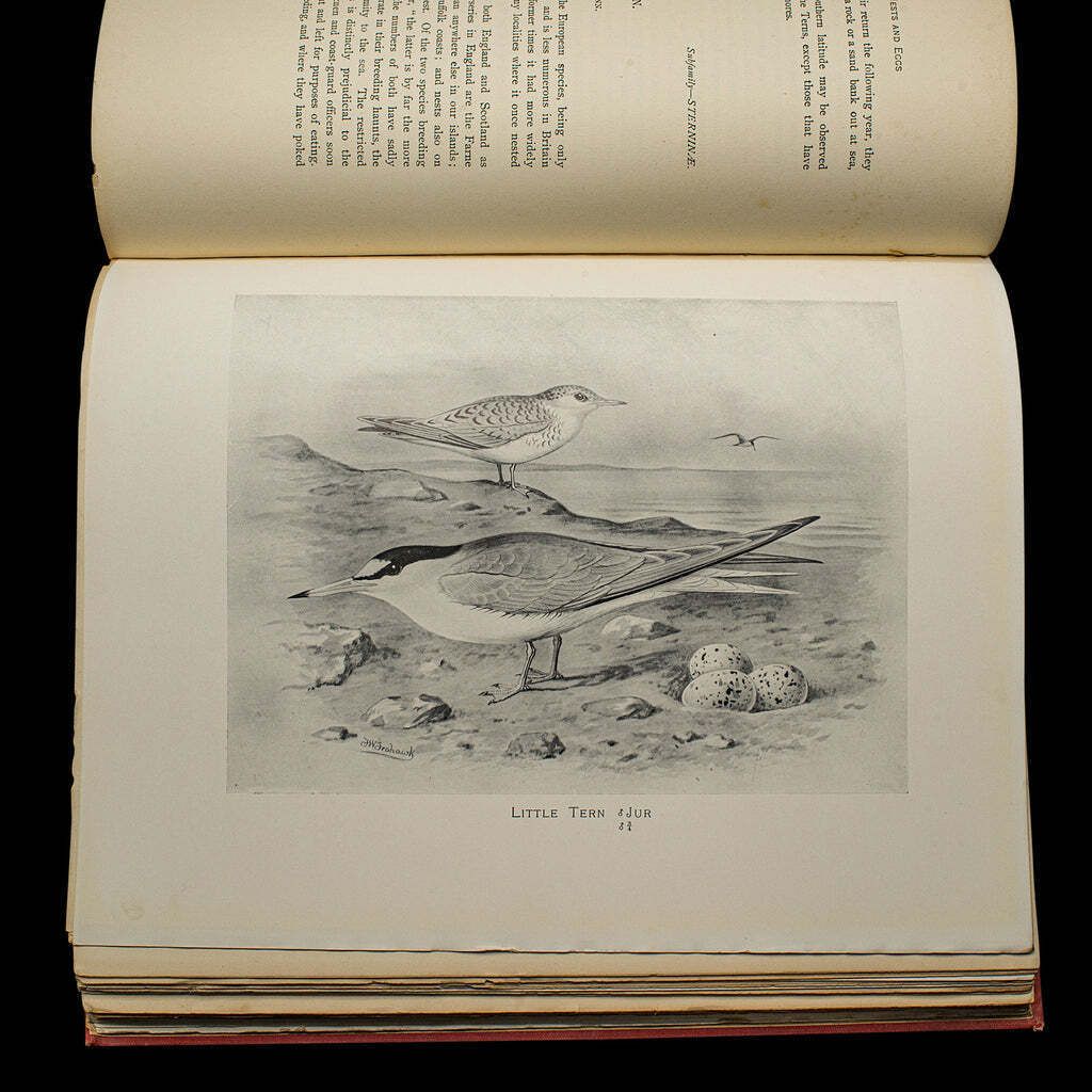 455.0 6 Vols British Birds And Their Nests, Butler, Avian Reference Book, Victorian photo