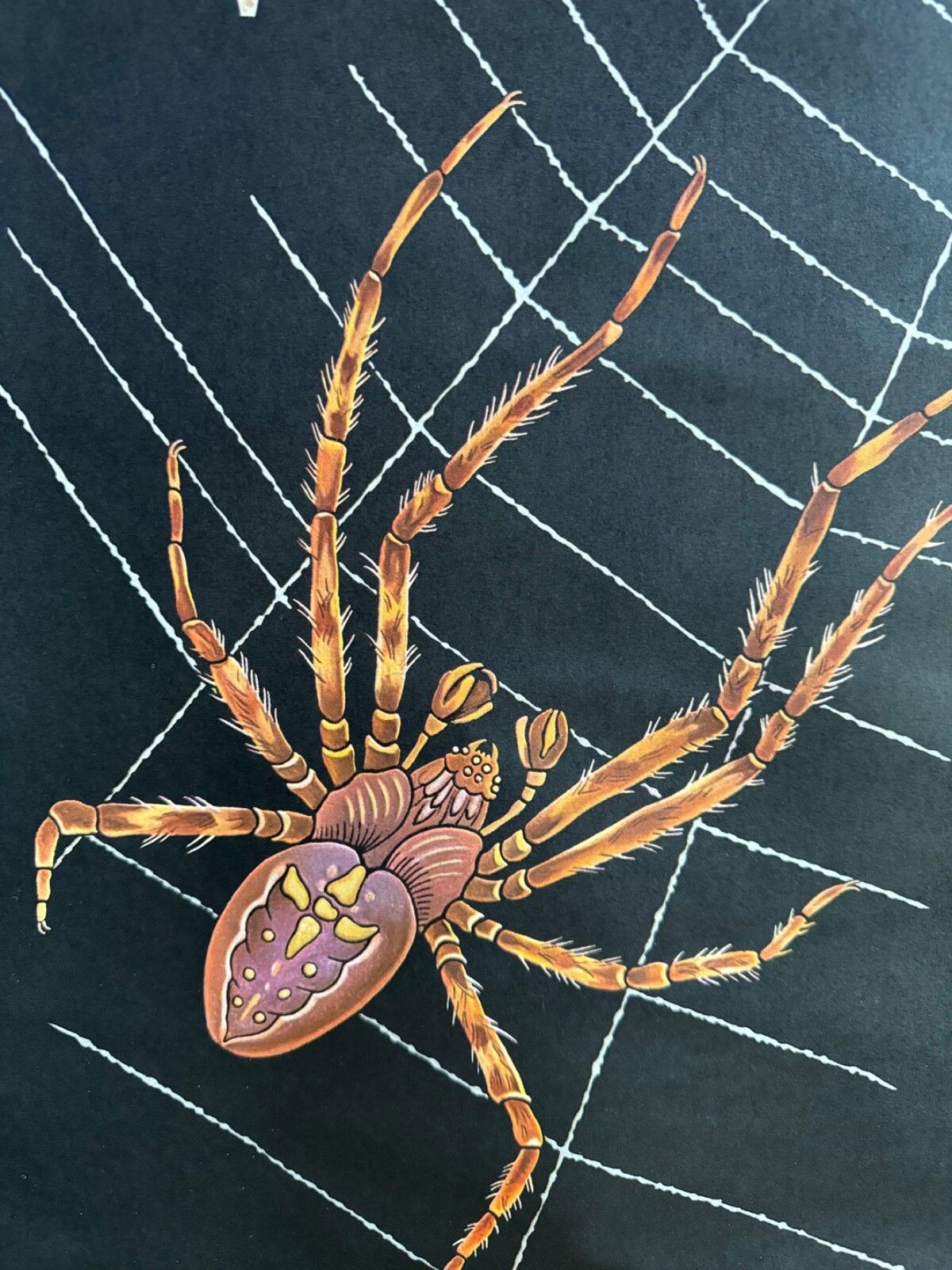 Vintage European Garden Spider School Chart By Jung Koch Quentell Arachnid photo vintage