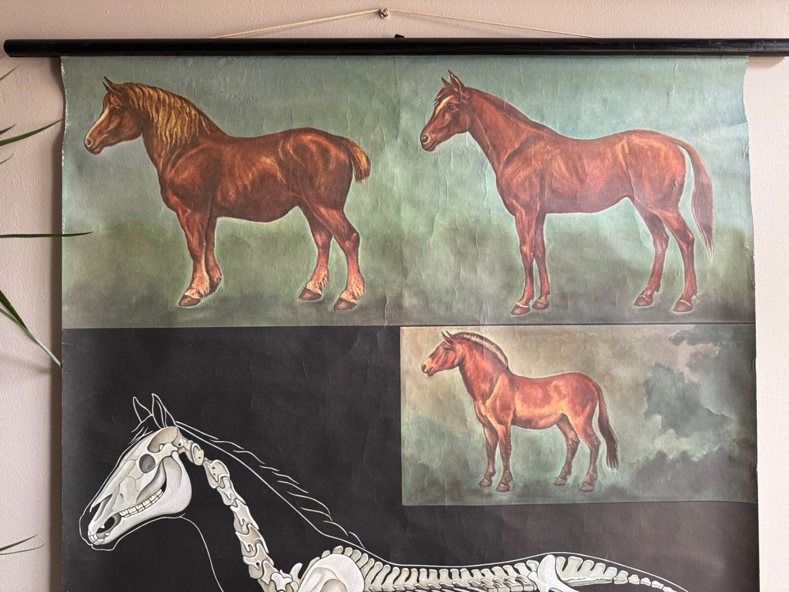 Vintage Horses School Chart By Jung Koch Quentell Poster Equine Anatomy. photo Art