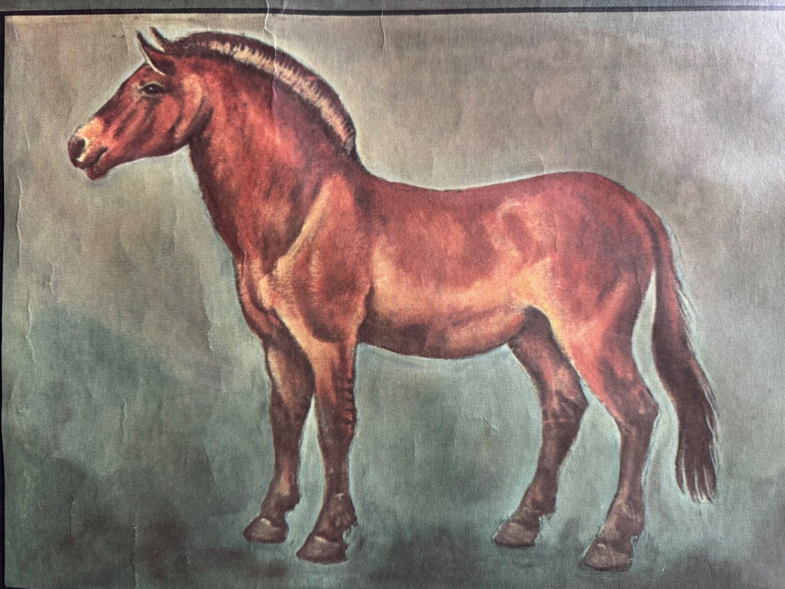 Vintage Horses School Chart By Jung Koch Quentell Poster Equine Anatomy. photo vintage