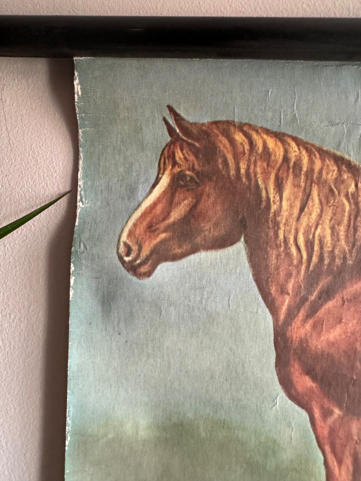 Art Vintage Horses School Chart By Jung Koch Quentell Poster Equine Anatomy. photo