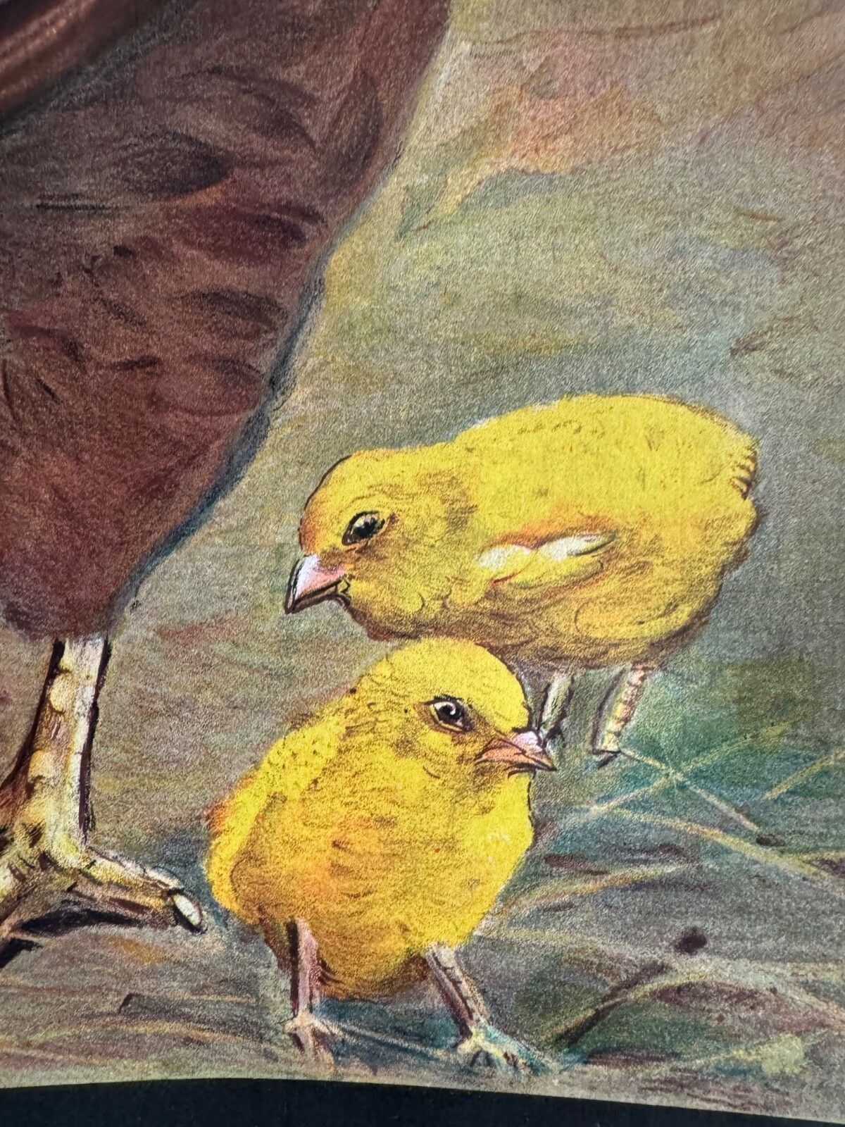 Art Rare Vintage  School Chart Of Domestic Fowl By Jung Koch Quentell  Chickens Hens photo