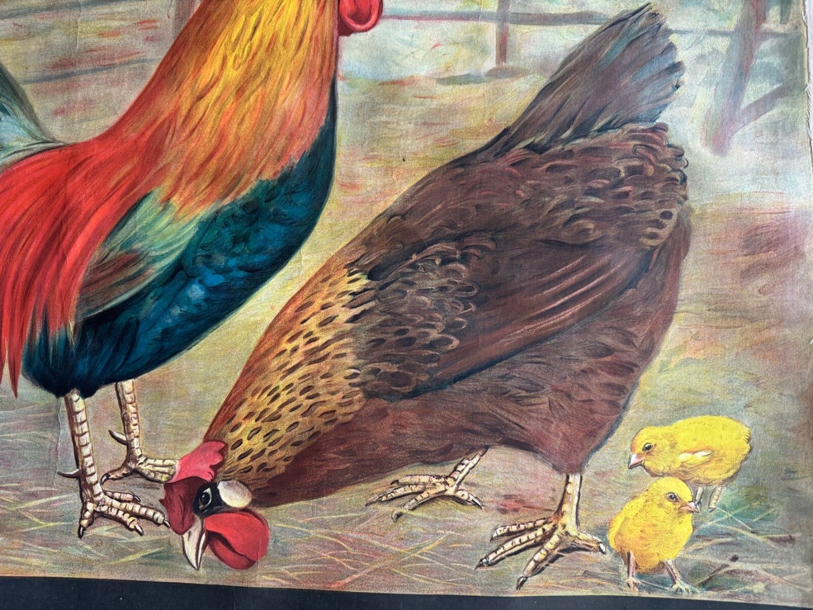 165.0 Rare Vintage  School Chart Of Domestic Fowl By Jung Koch Quentell  Chickens Hens photo