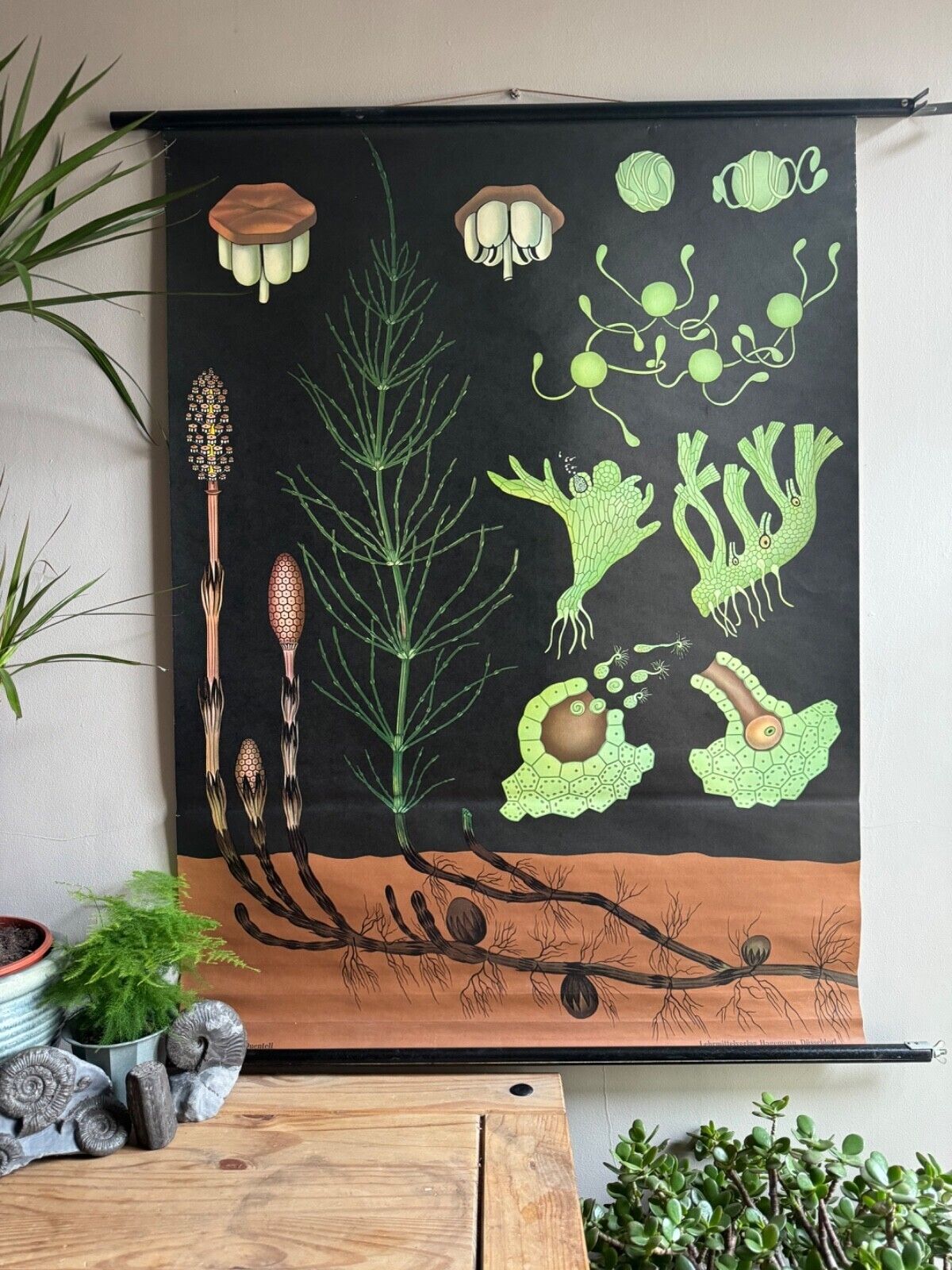 Vintage Equisetum School Chart Jung Koch Quentell Botanical Horsetail Snakegrass photo furniture
