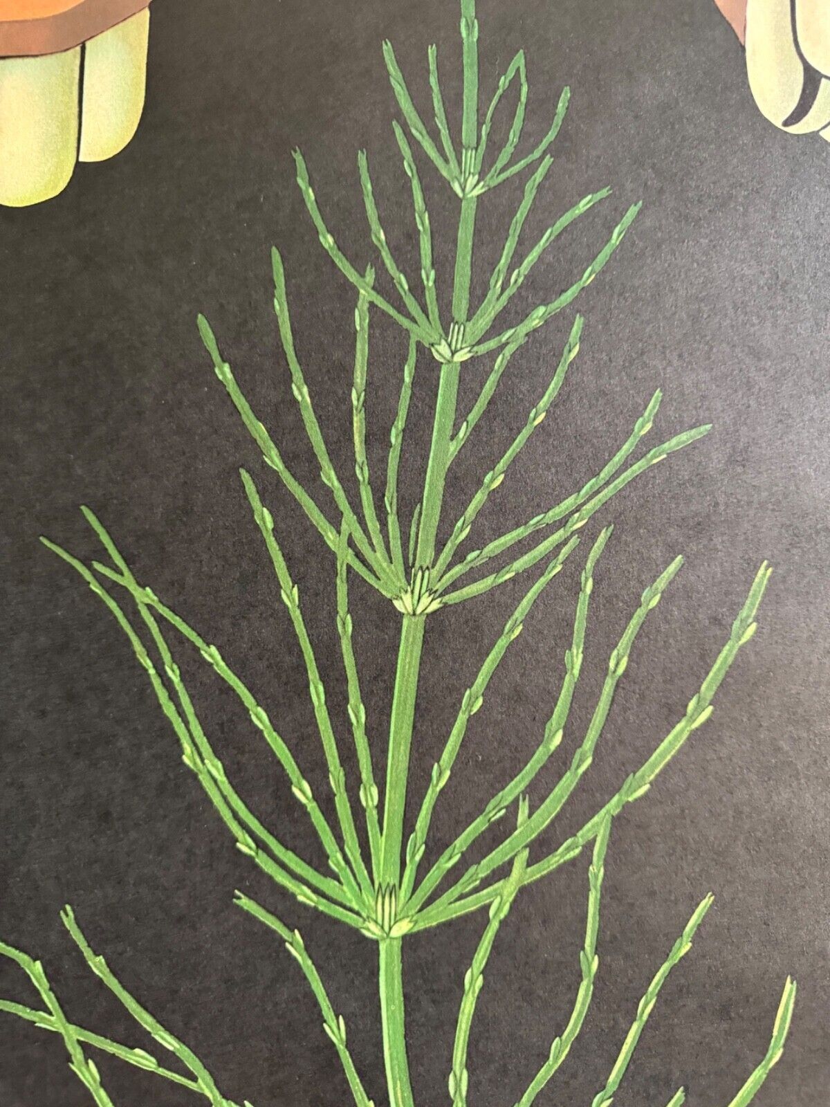 photo vintage Vintage Equisetum School Chart Jung Koch Quentell Botanical Horsetail Snakegrass