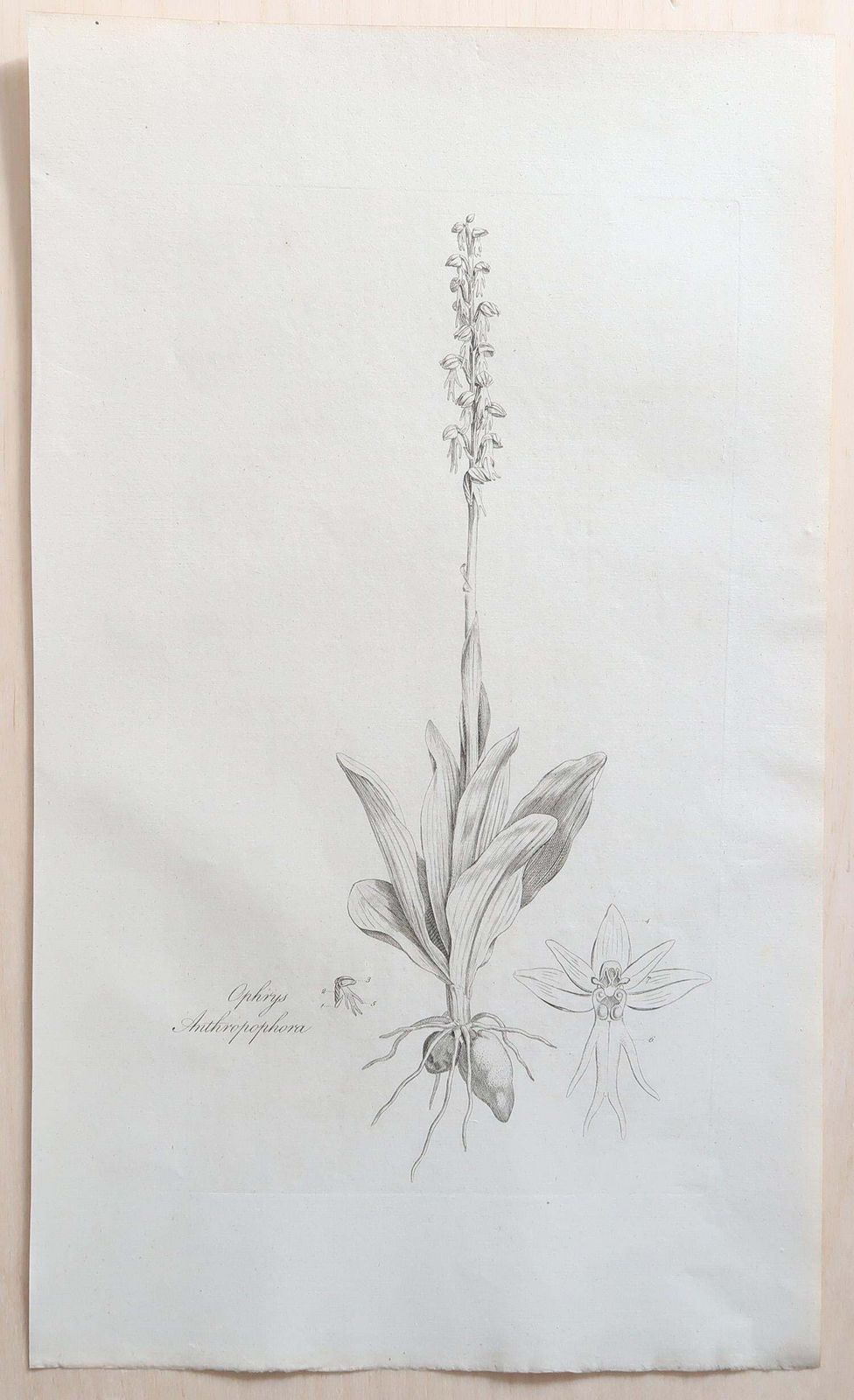 Set Of 12 Original Antique Large Scale Botanical Prints. Dated 1791 photo 500.0