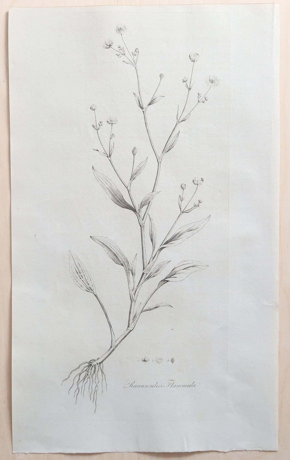Set Of 12 Original Antique Large Scale Botanical Prints. Dated 1791 photo buy