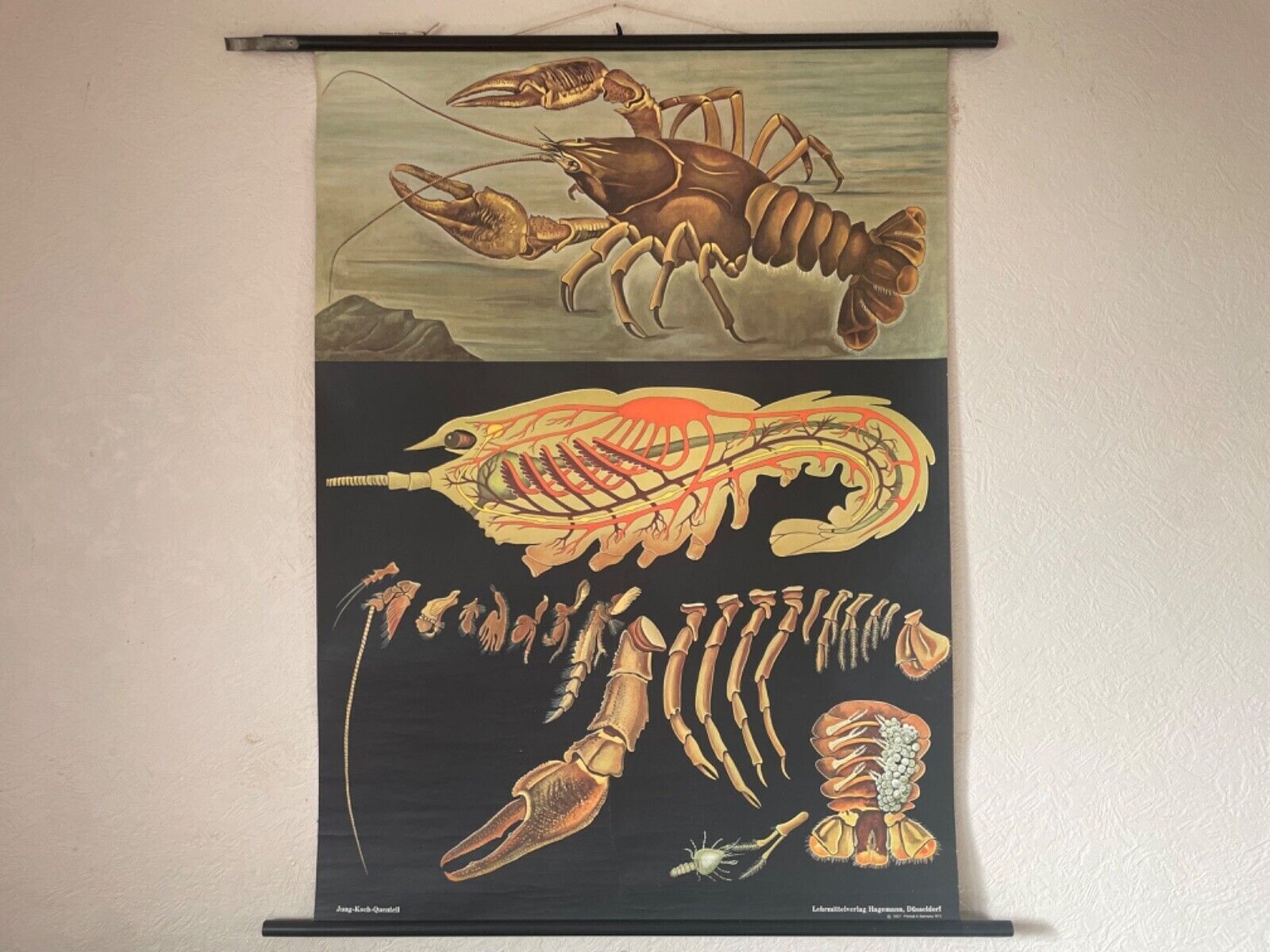Vintage Crayfish Crawfish Yabbie School Chart Jung Koch Quentell Hagemann.