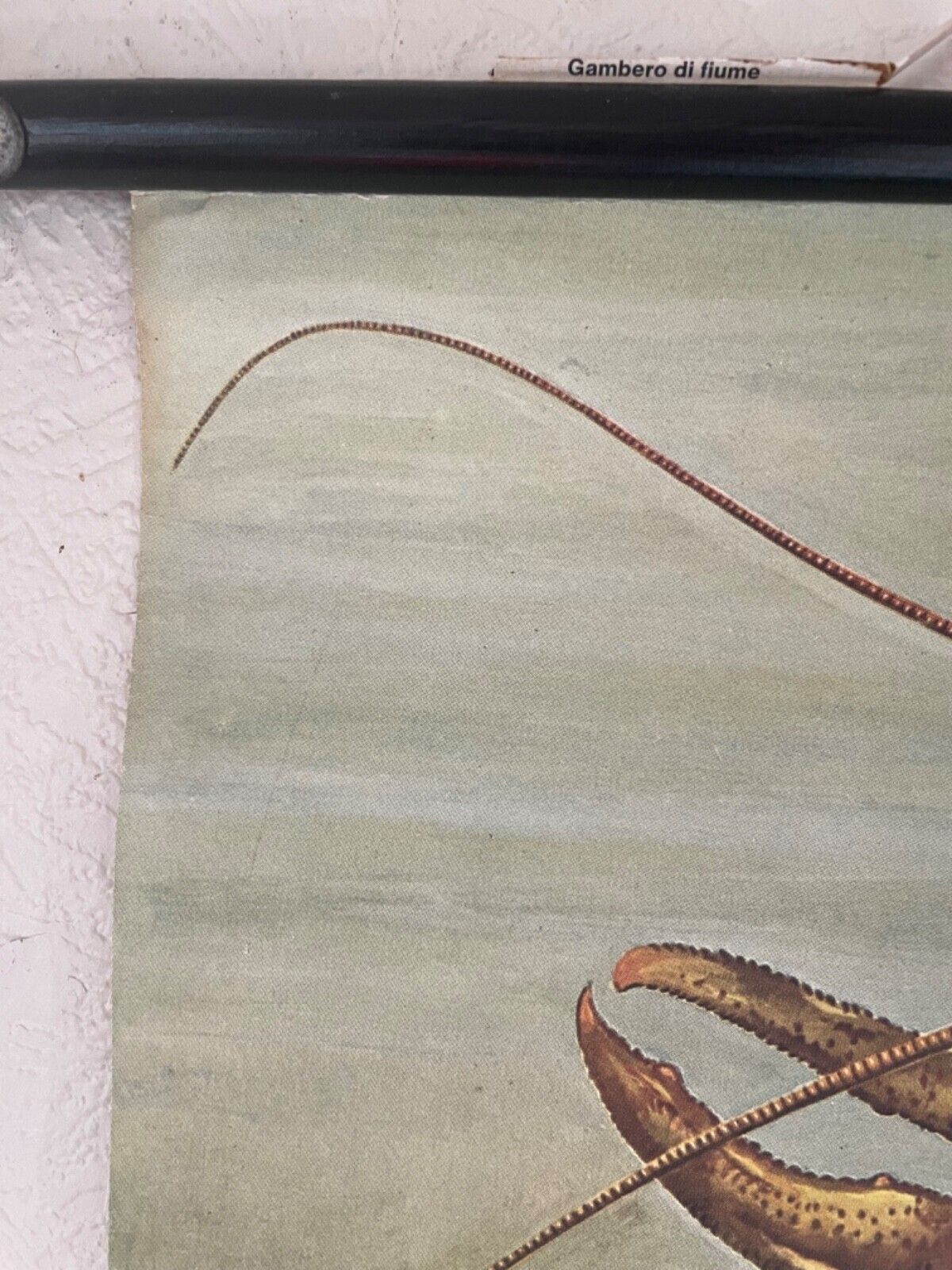 Vintage Crayfish Crawfish Yabbie School Chart Jung Koch Quentell Hagemann. photo buy