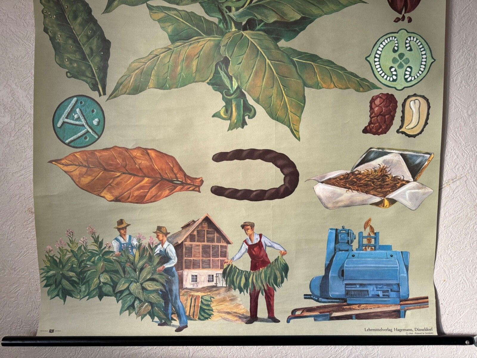 Vintage Tobacco Plant School Chart Jung Koch Quentell Botanical Poster photo 147.0