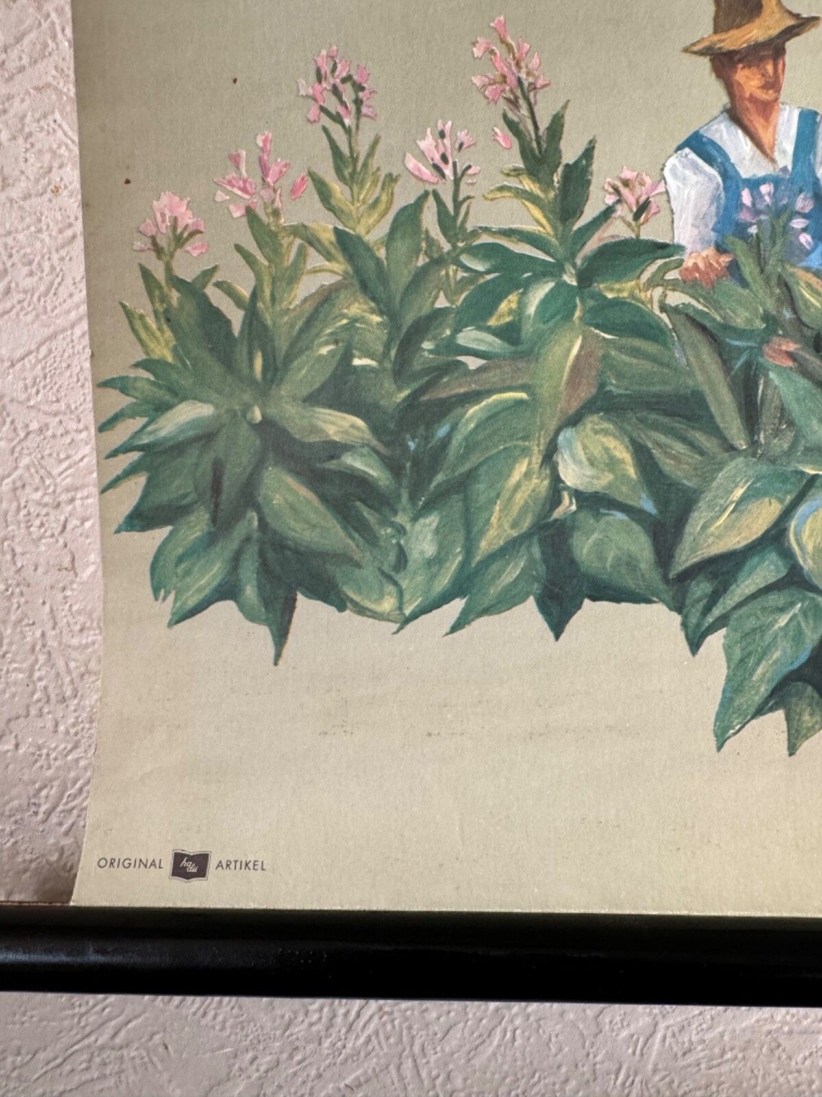 Vintage Tobacco Plant School Chart Jung Koch Quentell Botanical Poster photo buy