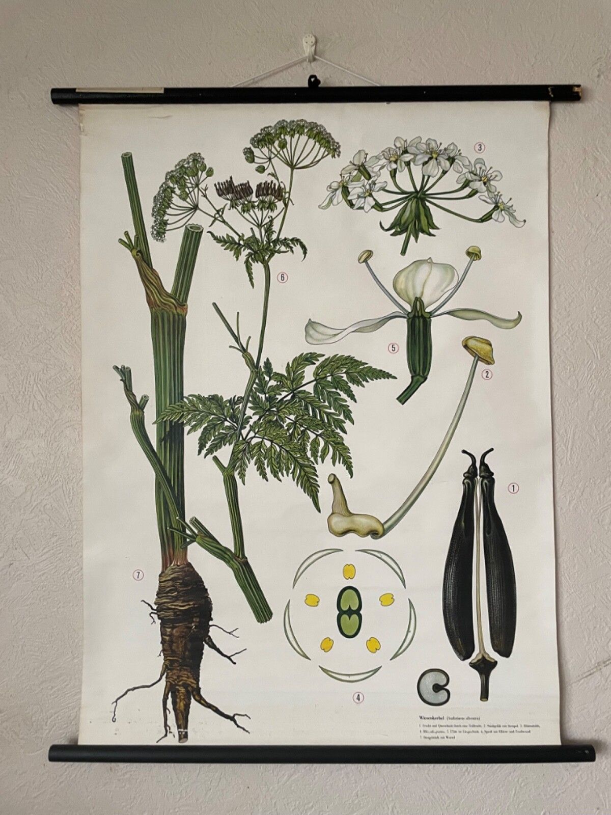 Vintage Cow Parsley  School Chart  Botanical Poster Botanical Flowers photo furniture