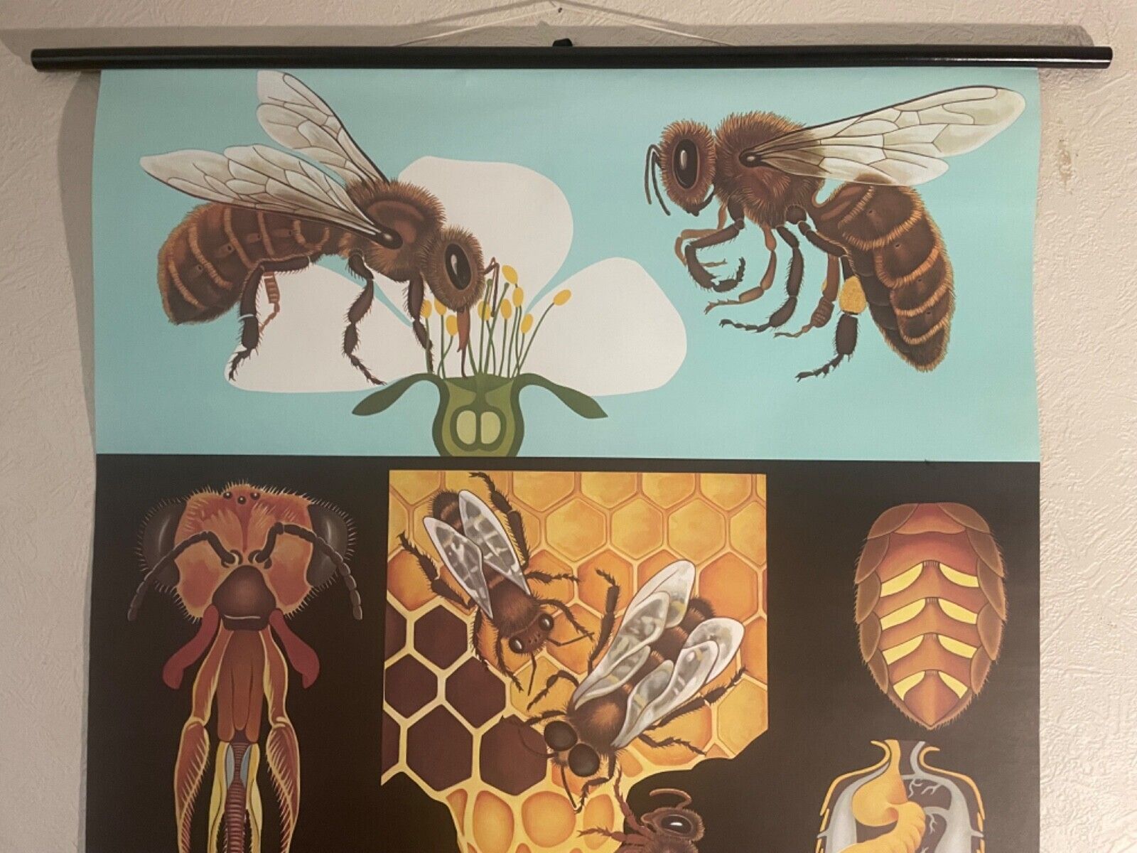 Vintage Honey Bee School Chart Jung Koch Quentell Educational. Anatomy Zoology photo for sale