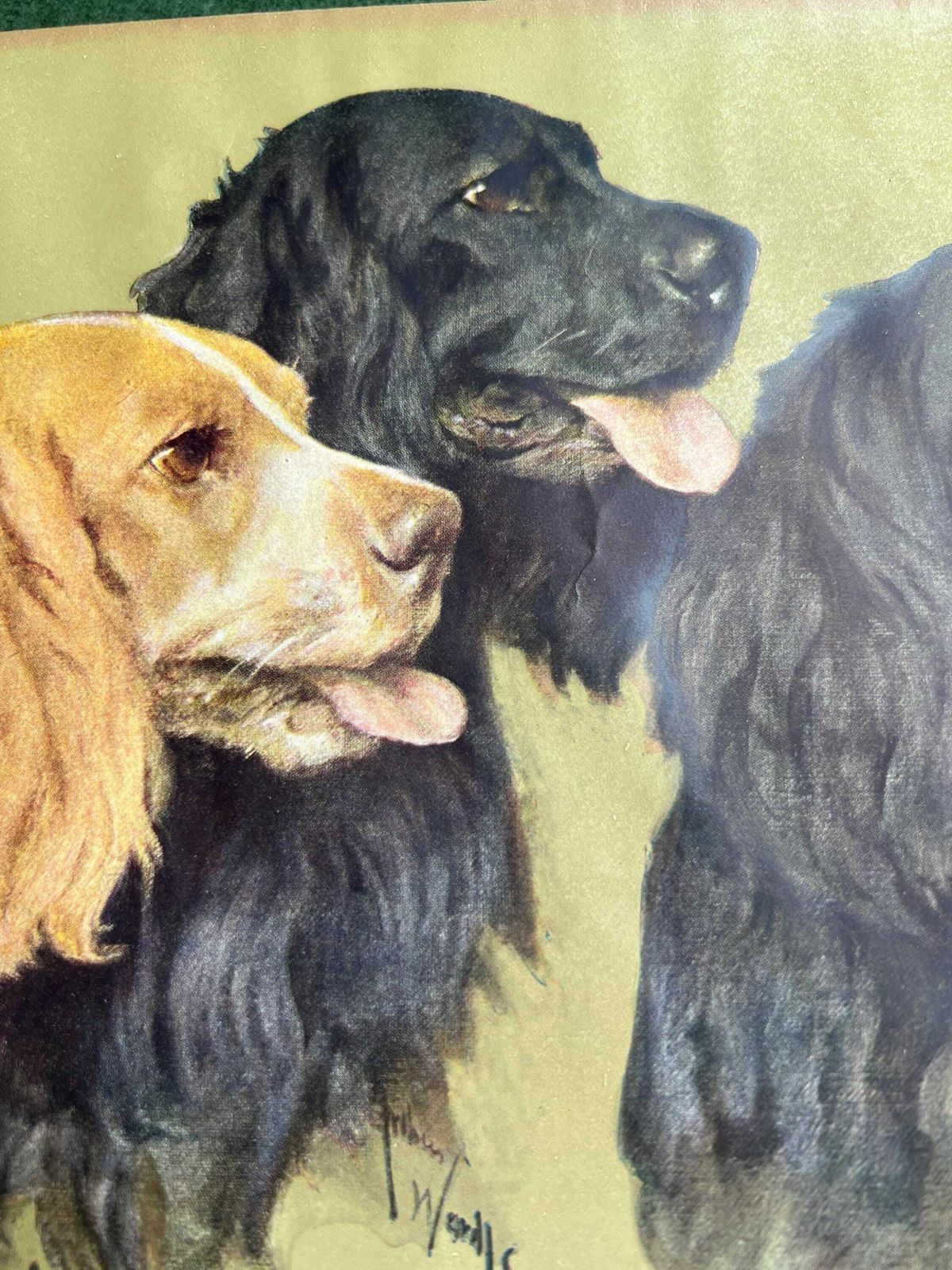 Vintage Arthur Wardle Print Retrievers. Beautiful Spaniel Dog Trio. Original Print. Spaniel Retriever Lover Gift Vintage Antique Wall Art. photo Art