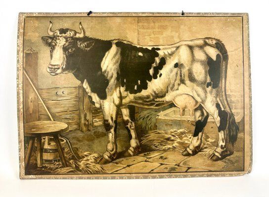 Czech Educational School Board With Cow, 1900s