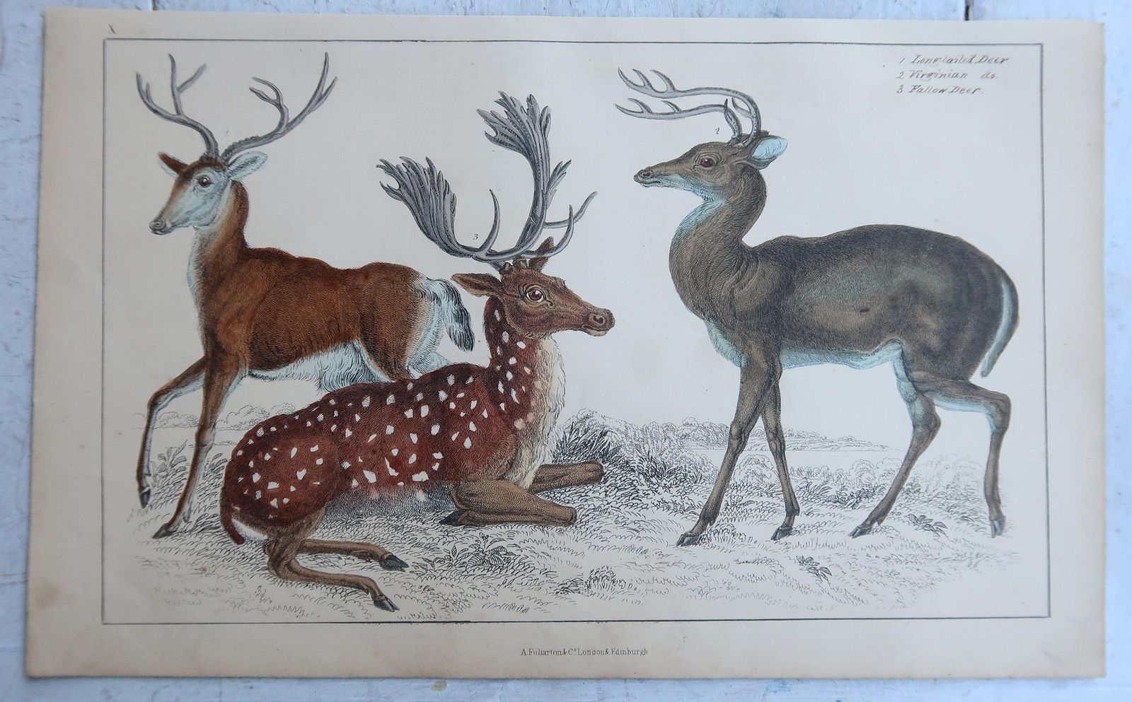 Original Antique Animal Prints, Deer And Seals, 1847 photo furniture