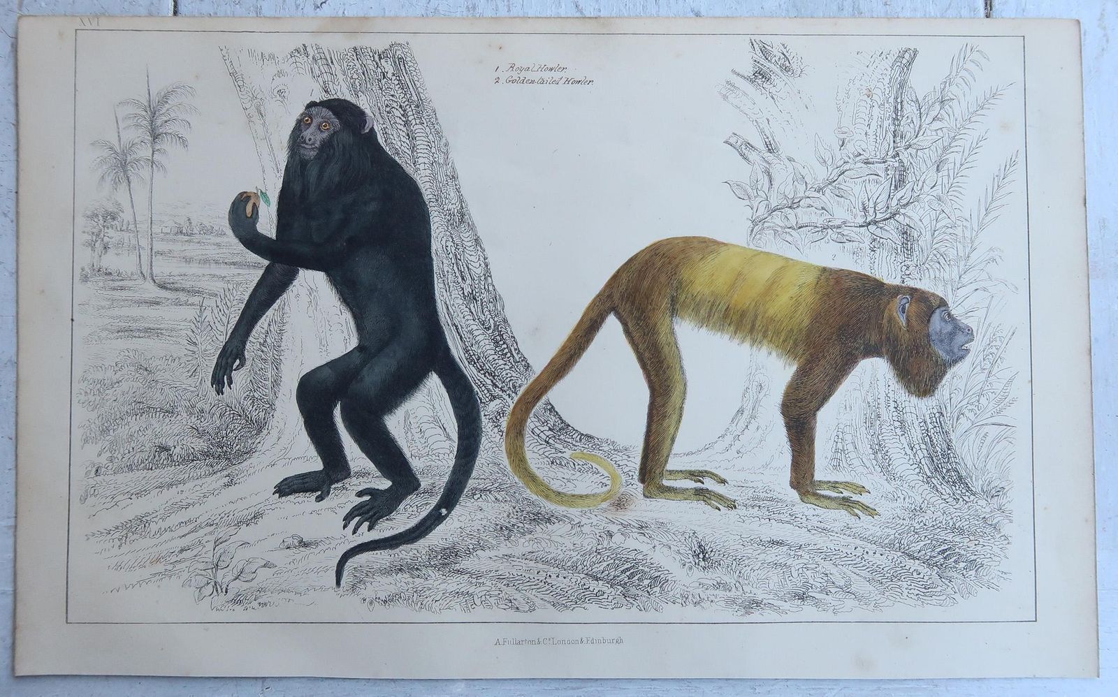 Original Antique Animal Prints, Monkeys, 1847 photo furniture