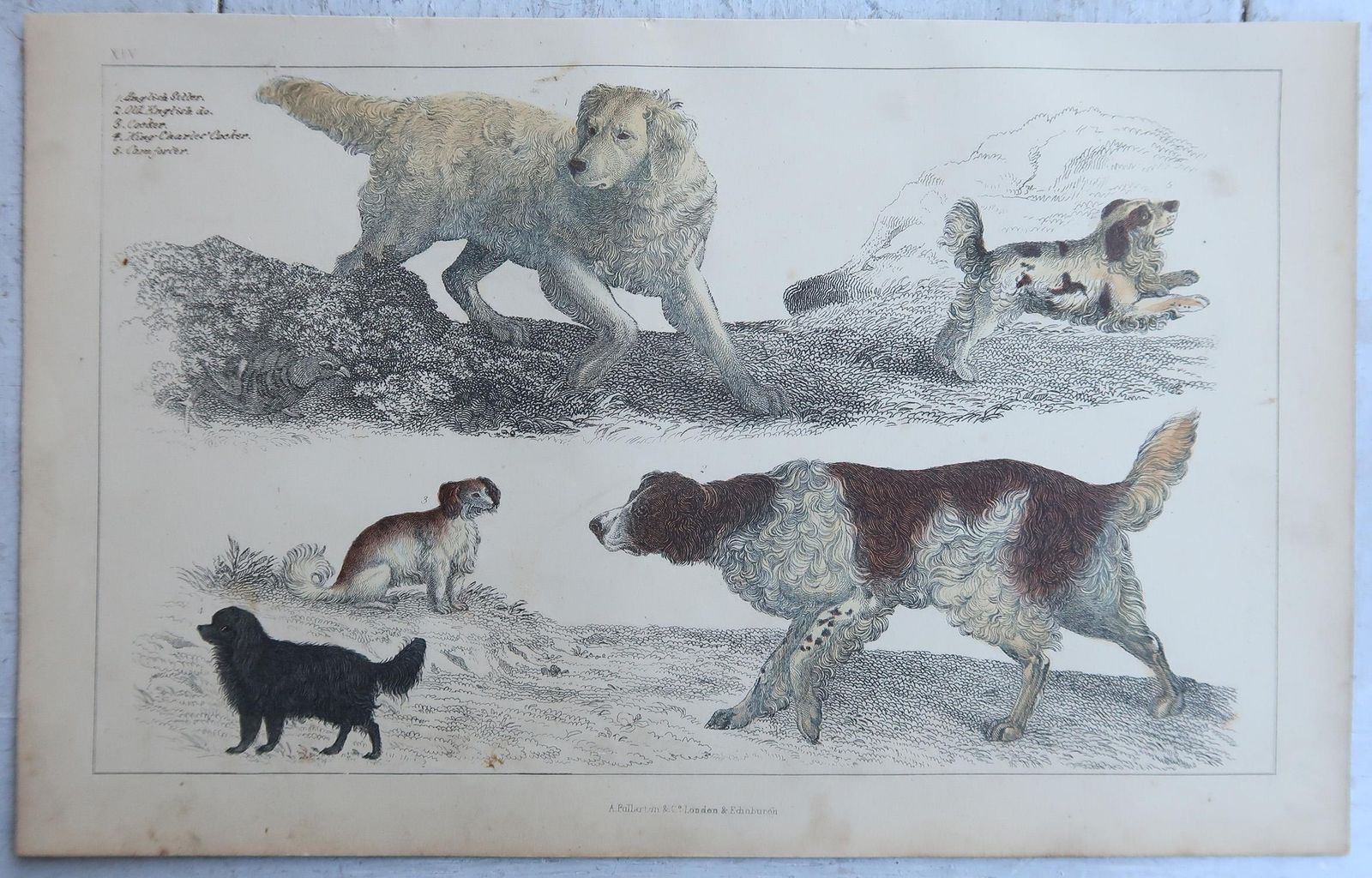 Original Antique Prints Of Sporting Dogs, 1847 photo for sale