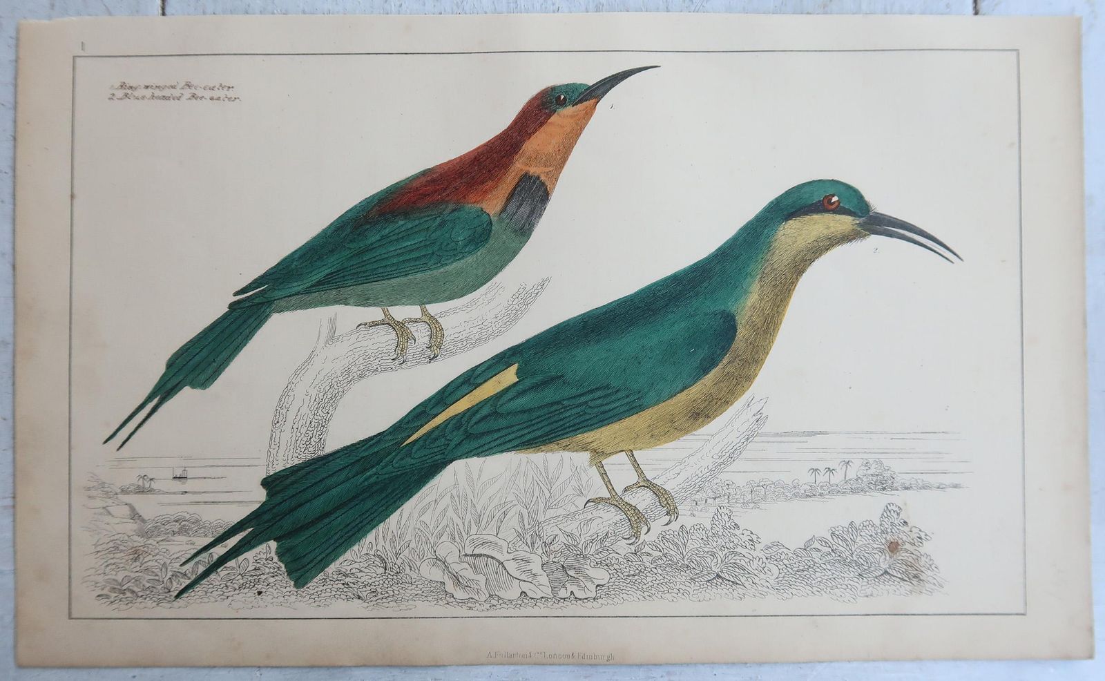 Original Antique Bird Prints, Oriole And Bee Eaters. 1847 photo for sale