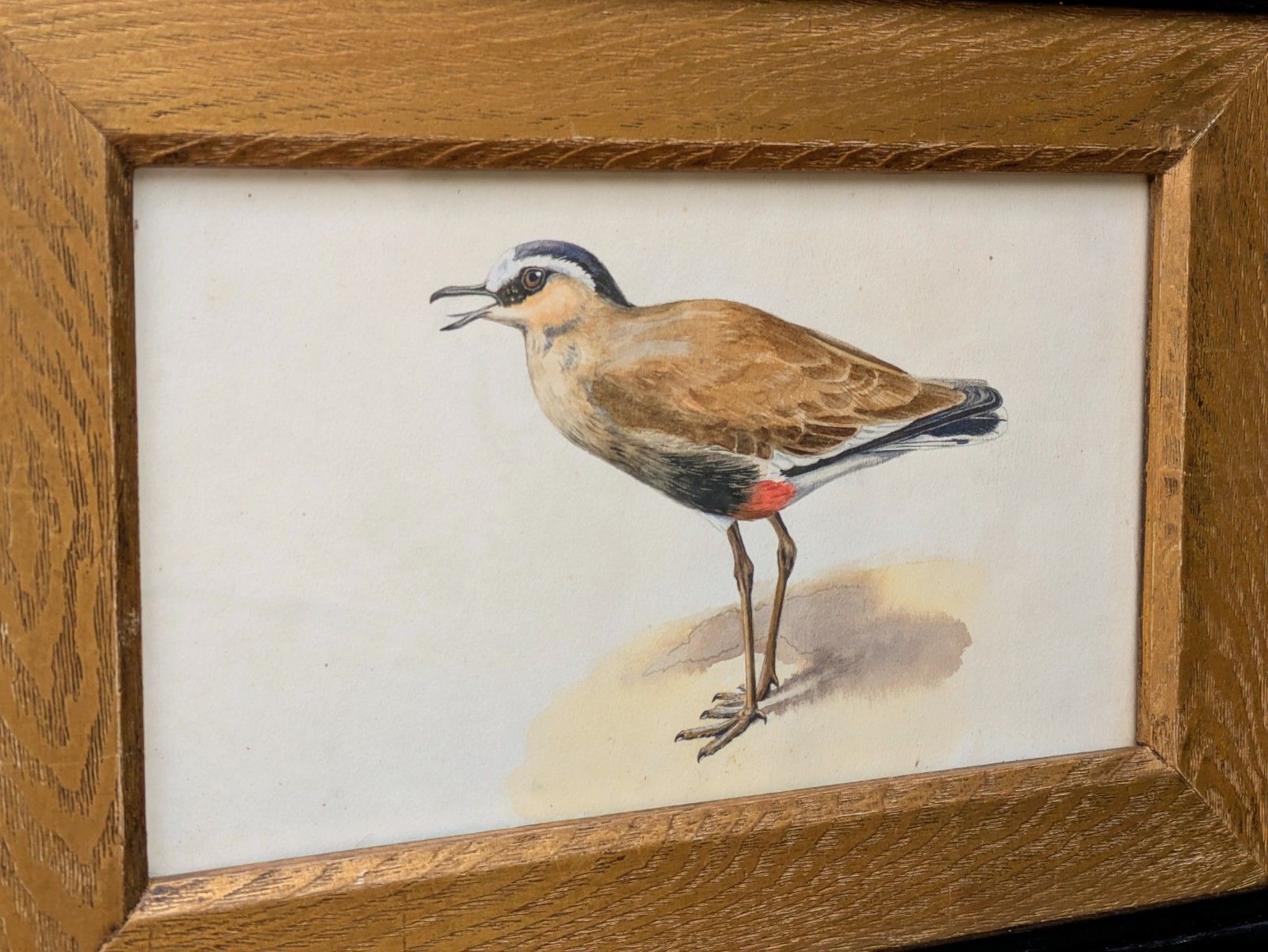 Antique Watercolour Lapwing In Ebonised Frame With Deep Giltwood Mount photo 285.0