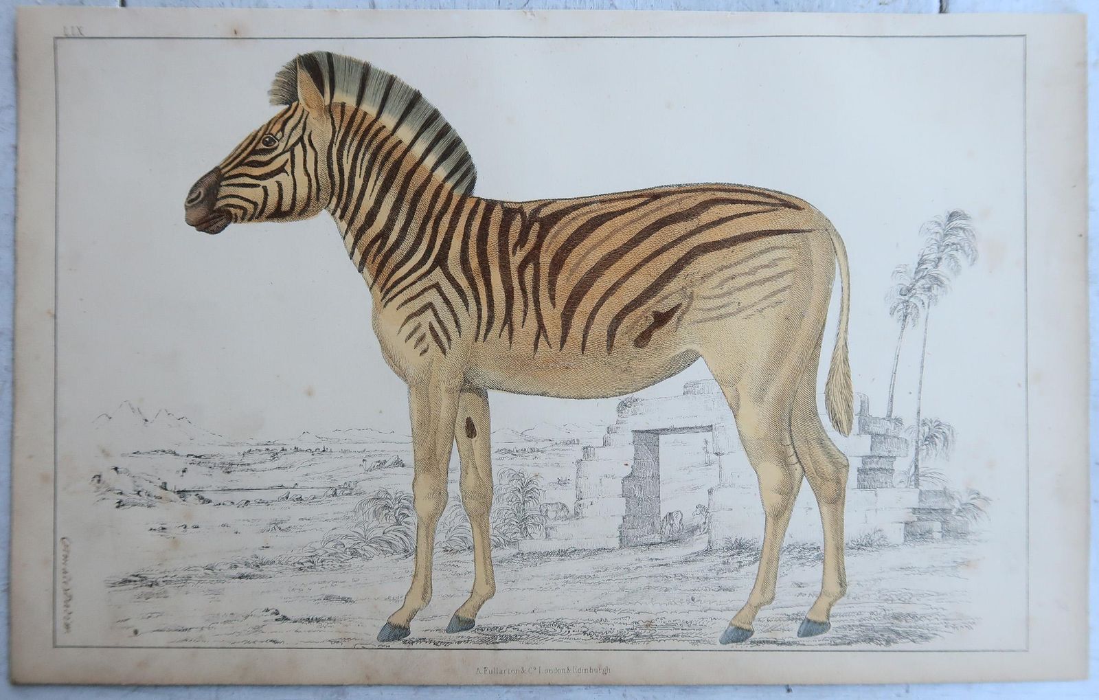 Original Antique Prints Of A Zebra And An Ass, 1847 photo furniture