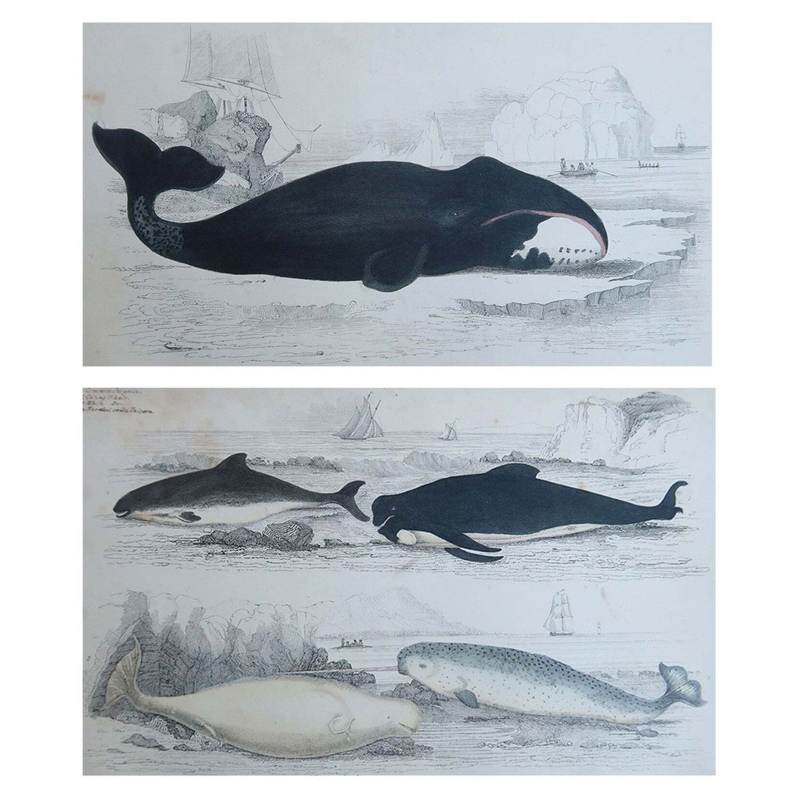 Original Antique Prints Of Whales And Dolphins, 1847