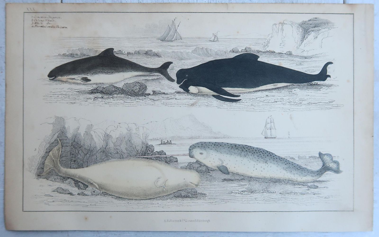 Original Antique Prints Of Whales And Dolphins, 1847 photo for sale