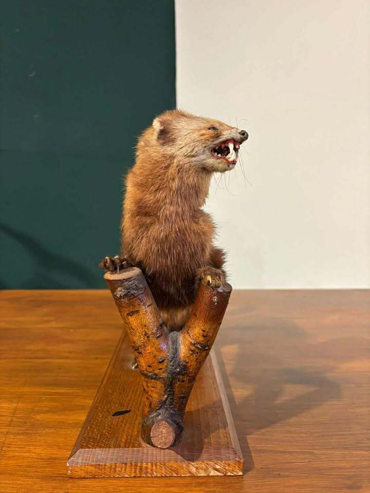Taxidermy Of A Pole Cat photo buy