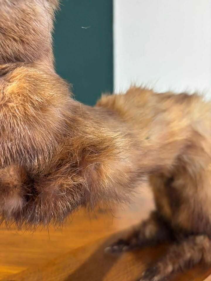 Taxidermy Of A Pole Cat photo vintage