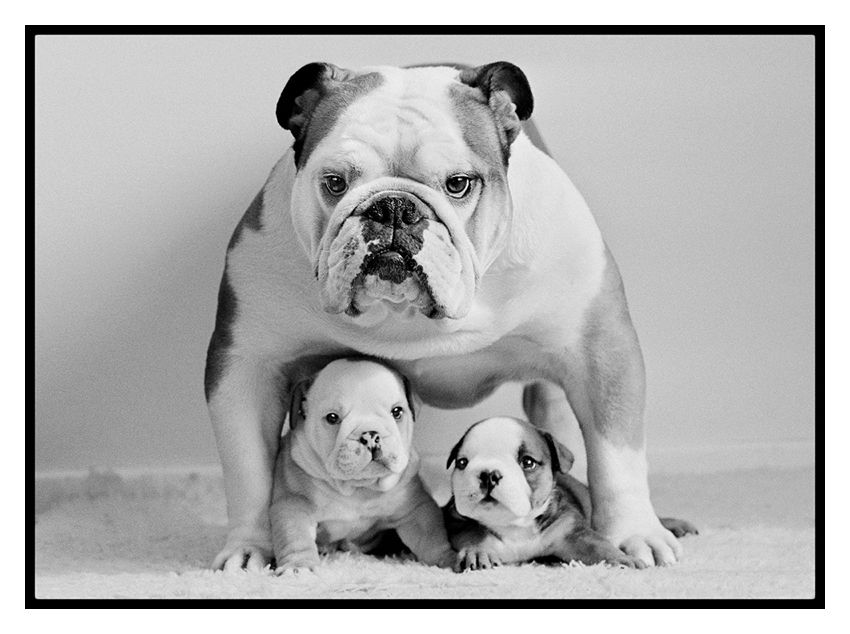 Arthur Steel 'Protective Pooch' Unframed Silver Gelatin Fibre Print photo furniture