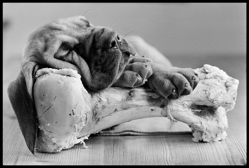 Arthur Steel 'Bone Idle' Unframed Silver Gelatin Fibre Print