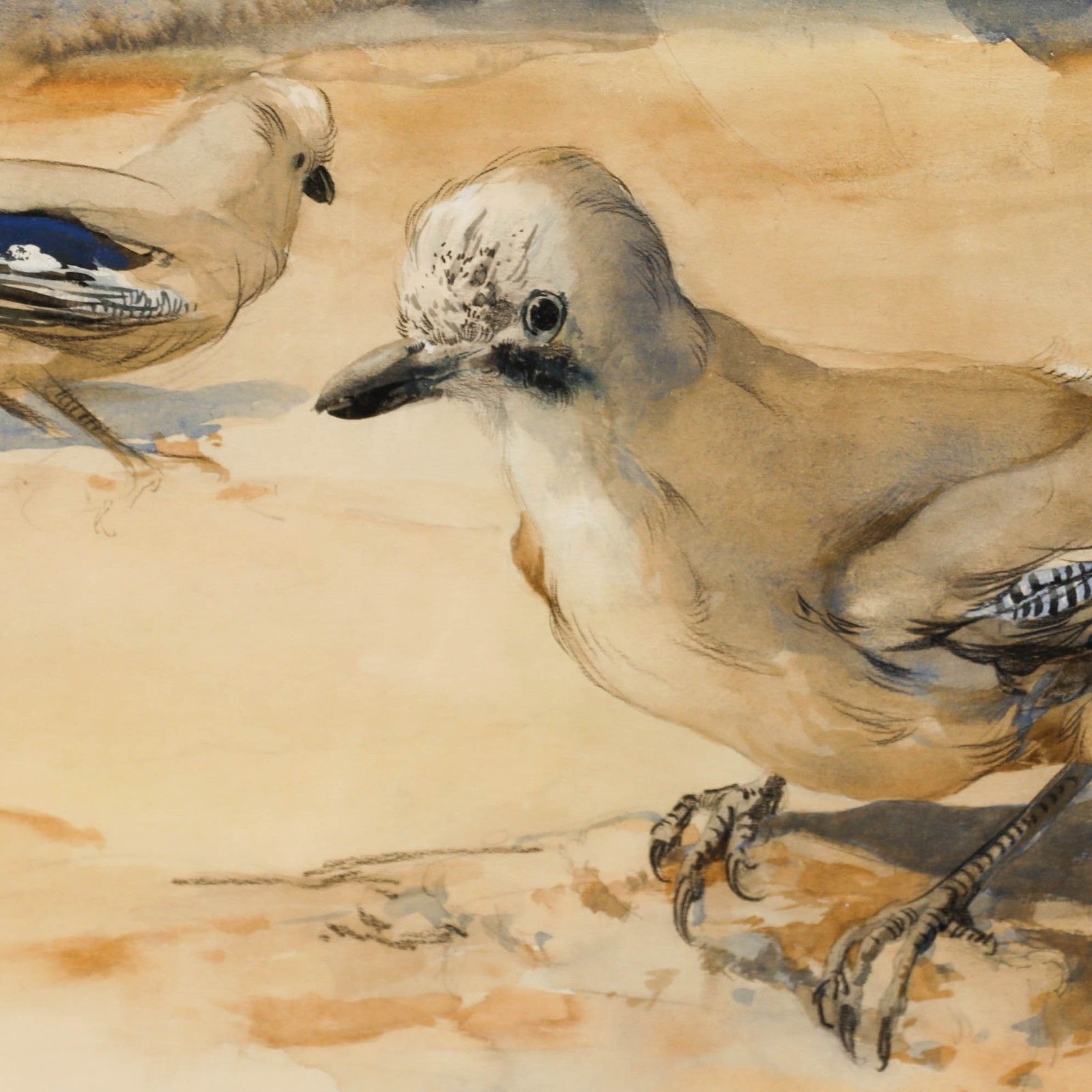 Adrianus Johannes Van 'T Hoff (1893 1939) Framed 1929 Watercolour, Two Jays photo Art