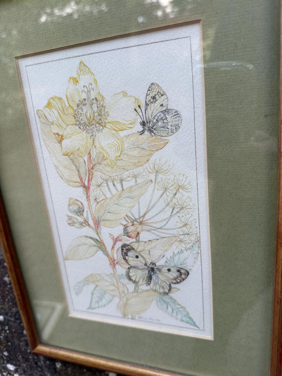 Vintage Botanical Watercolour, Rose Of Sharon, By Selina Martin – Framed Floral And Butterfly Illustration, Nature Inspired Wall Art photo for sale