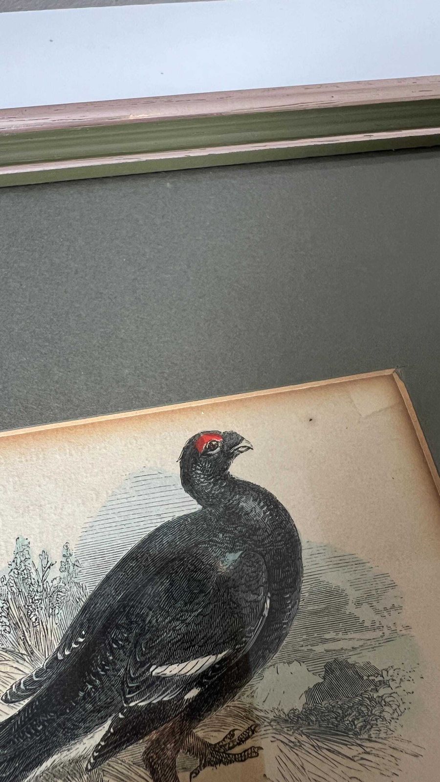 Antique 1800s Hand Coloured Print Of Black Grouse Bird In Glazed Frame photo vinterior