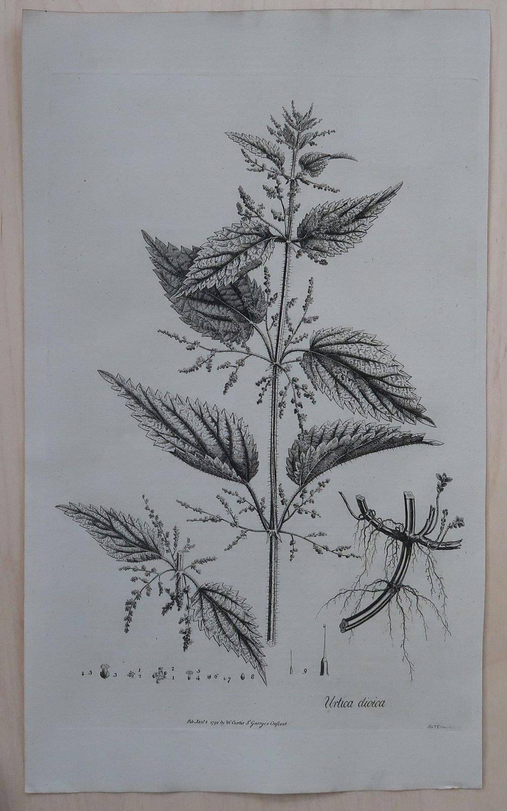 photo furniture Set Of 8 Original Antique Large Scale Botanical Prints. Dated 1791